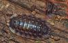 Oniscus asellus